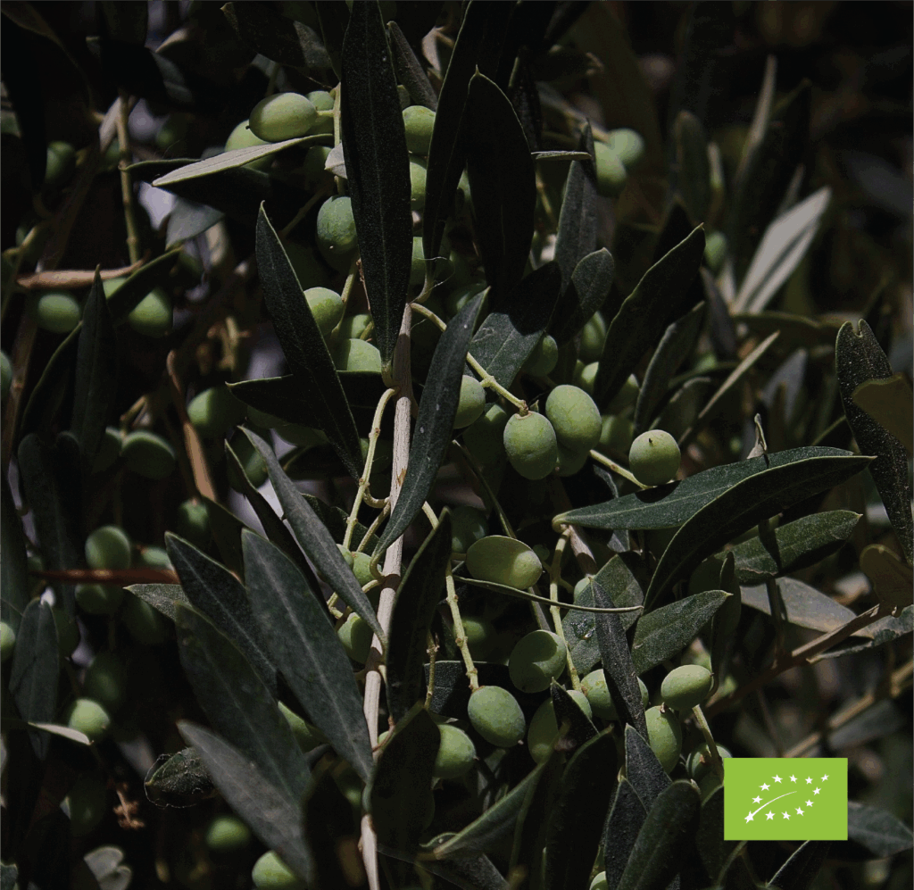 Olives bio galitel